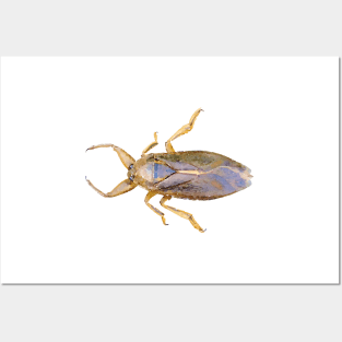 Giant Water Bug Posters and Art